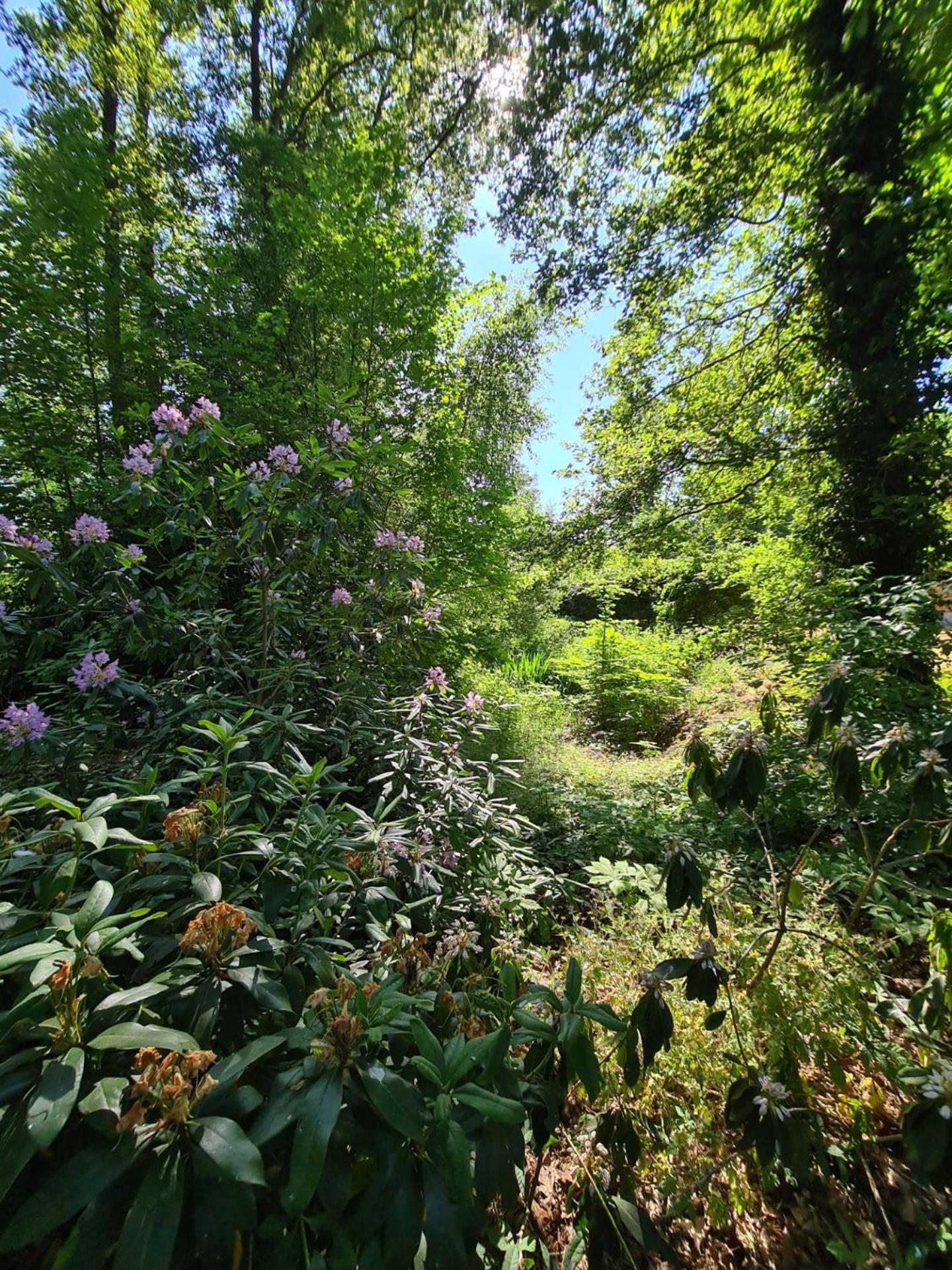Landgoed De Lavei Bed & Breakfast Weleveld Exterior foto